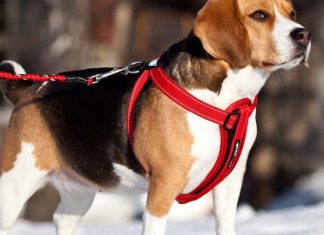 Шлейка Или Ошейник: Что Выбрать Для Своей Собаки?